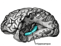 200px-gray739-emphasizing-hippocampus